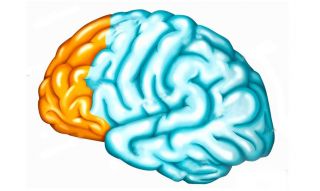 Le cortex préfrontal & thème astral : fonctions logiques et exécutives